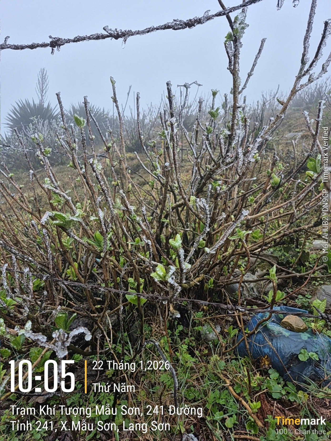 VIDEO: Băng giá xuất hiện trên đỉnh Mẫu Sơn - 9