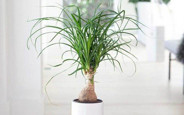 Cây cảnh lan bình rượu được biết đến là loại cây có khả năng giúp gia chủ thăng tiến trong sự nghiệp, công danh.