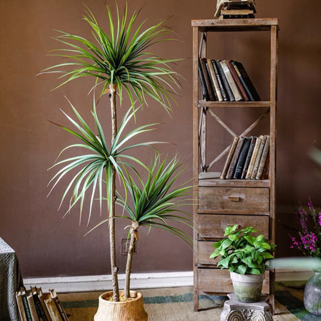 Cây phất dụ mảnh hay còn gọi là hồng phát tài, huyết giác.