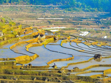 Khách Tây thích thú check-in ruộng bậc thang mùa đổ nước ở Pù Luông