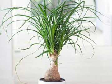 Loại cây trồng mang thịnh vượng, tốt phong thủy, lợi sức khỏe