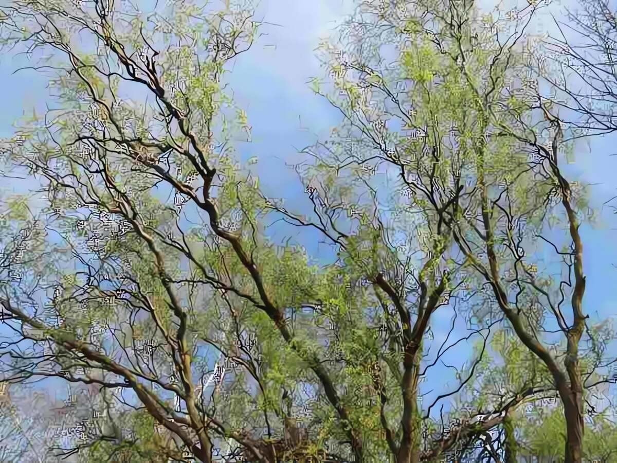 Cây rụng lá vào mùa đông