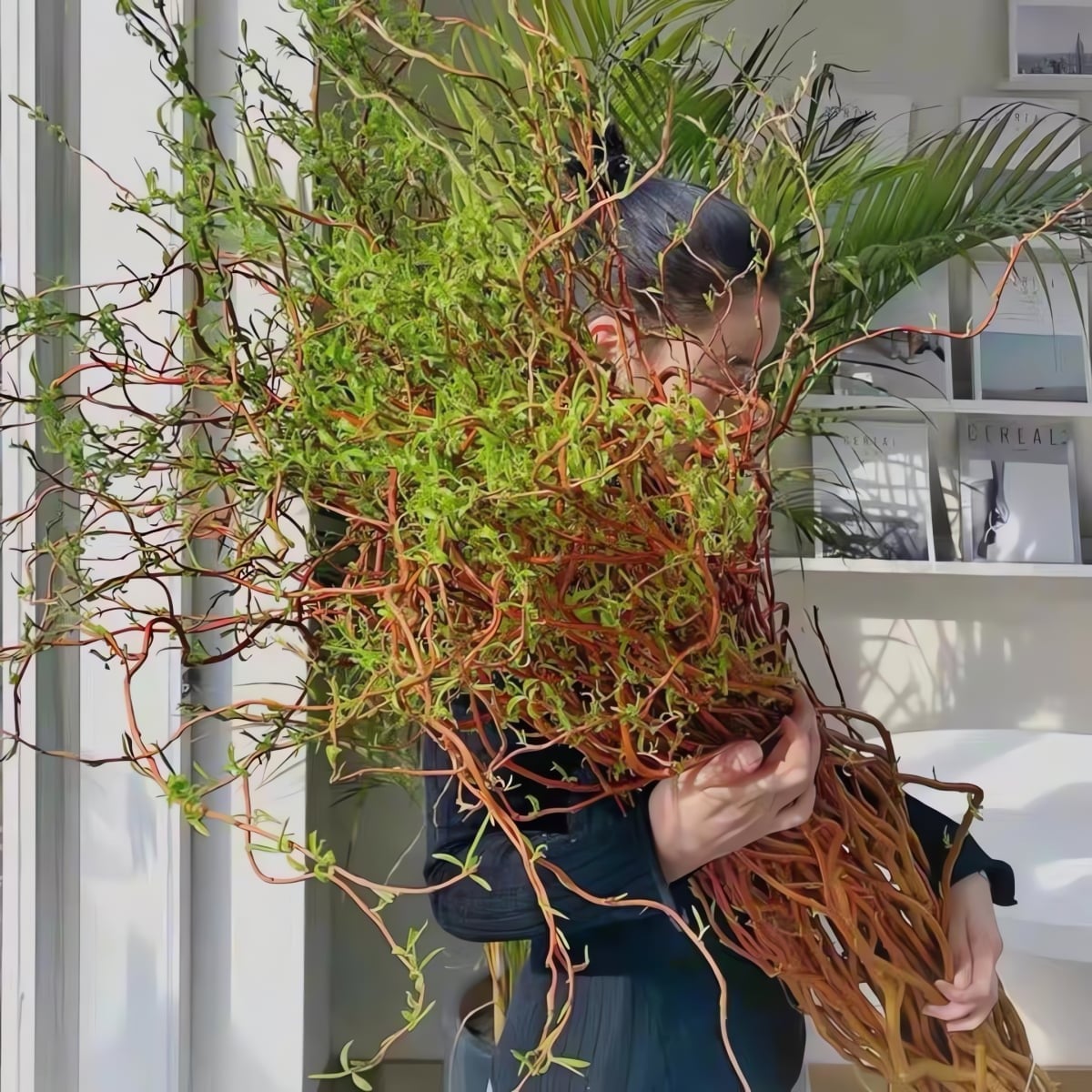 Cành cắt liễu rồng vàng. Ảnh minh họa Toutiao