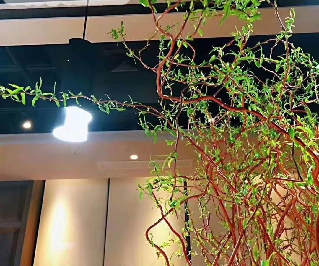 Cây cảnh được cho là mang lại may mắn, thịnh vượng cho gia đình. Ảnh minh họa Toutiao