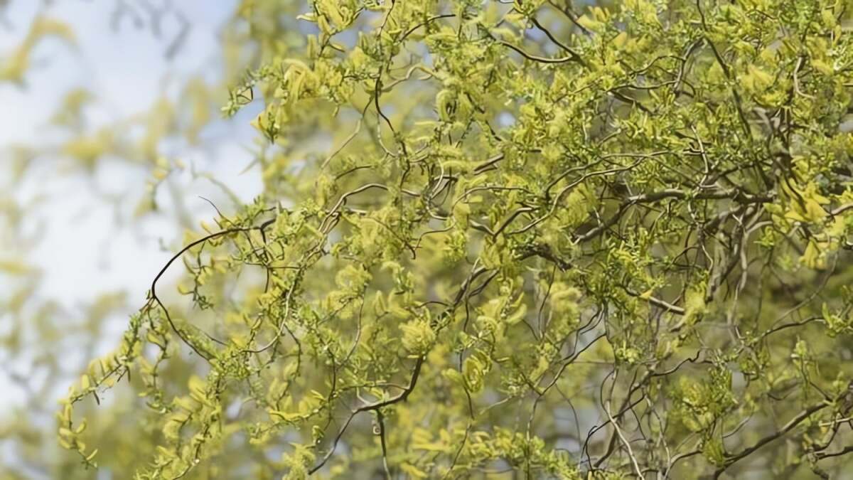 Cây cảnh lá hoa tuyệt đẹp