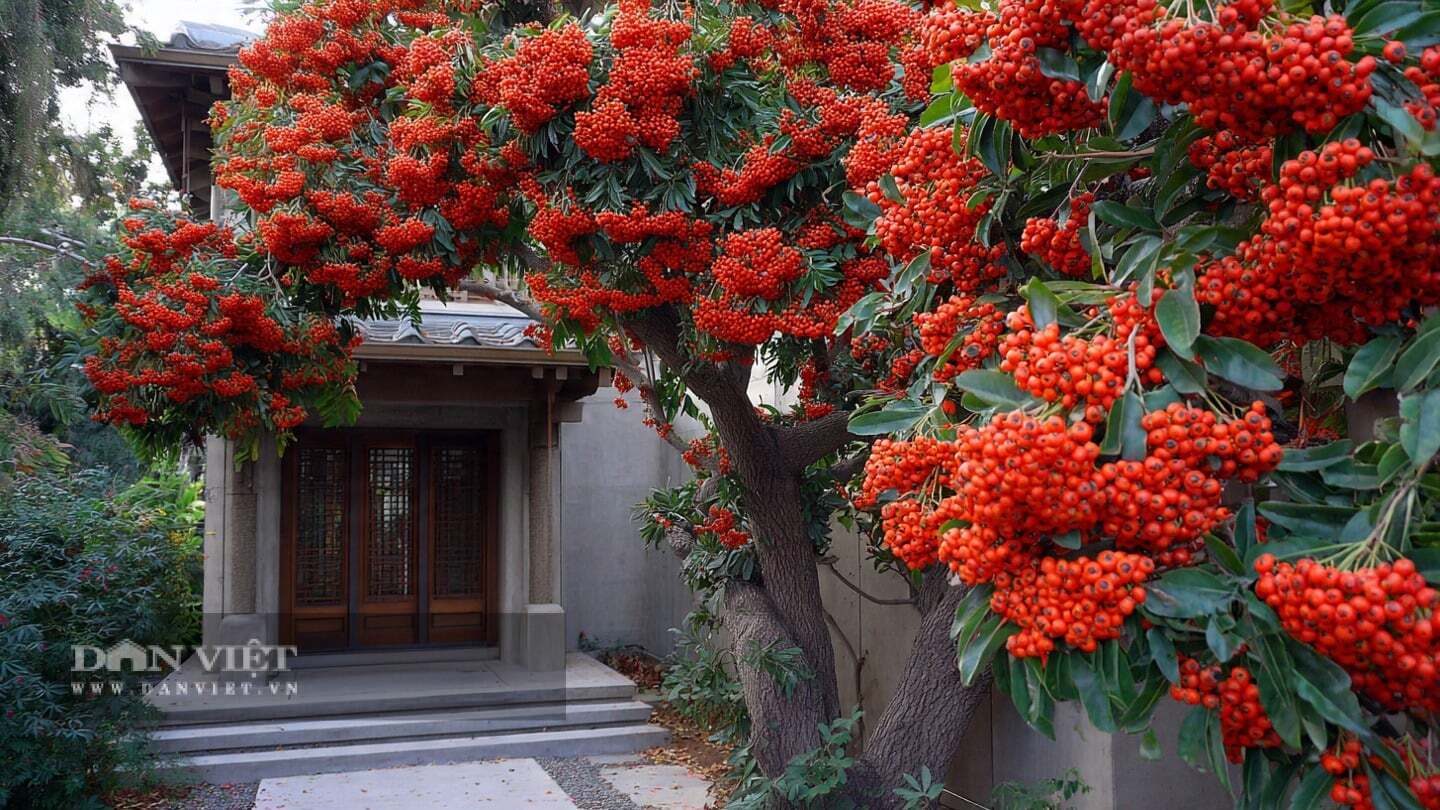 Cây cảnh này được mệnh danh là viên hồng ngọc của thế giới bonsai.