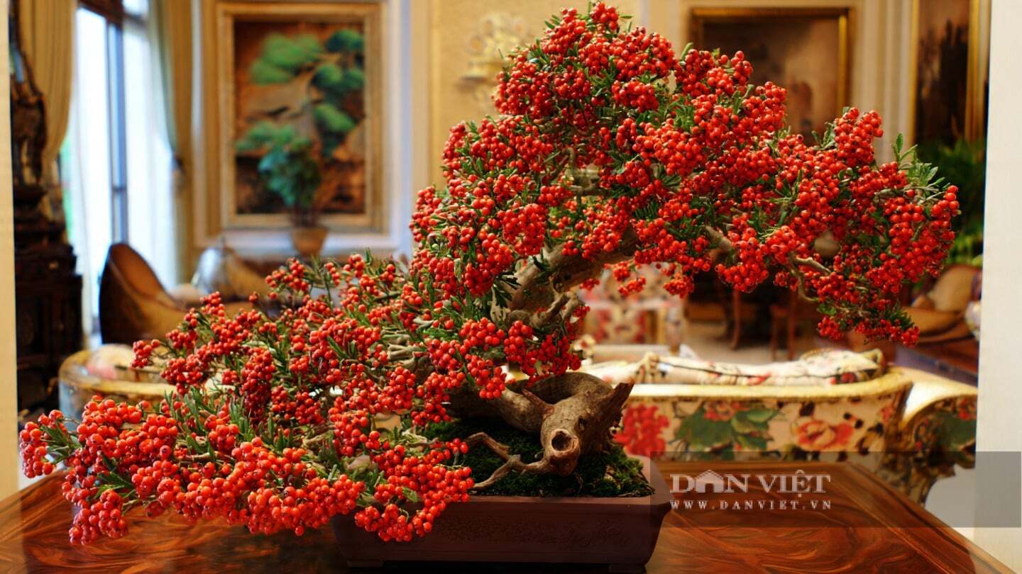 Cây cảnh đỏ rực như lửa