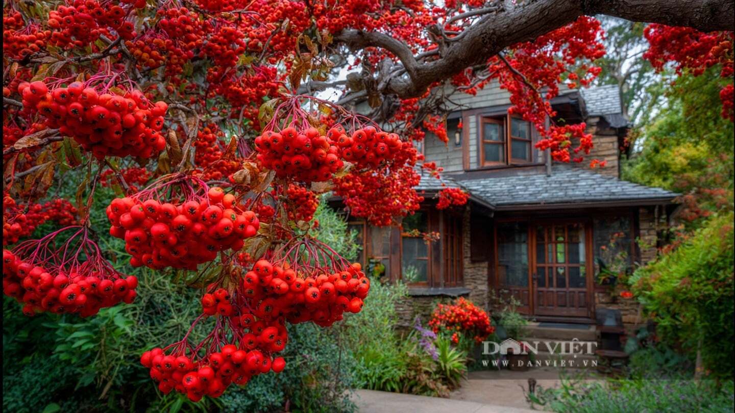 Mùa thu, quả bắt đầu đỏ rực