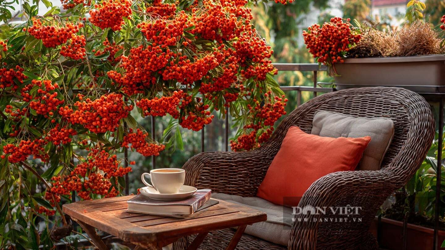 Cây cảnh có ý nghĩa phong thủy cực kỳ tốt lành