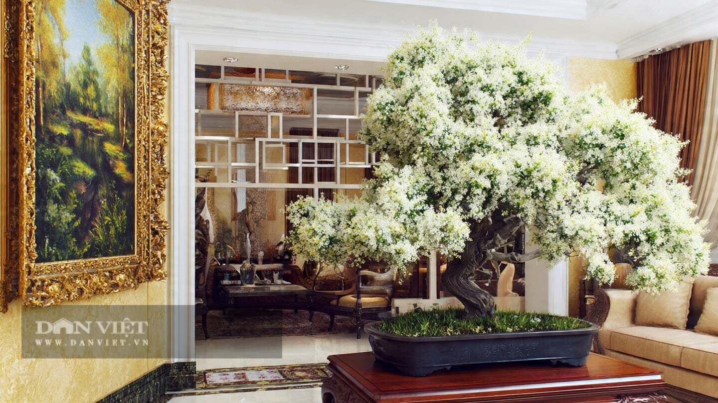 Mùa xuân, cây cảnh nở hoa trắng xóa