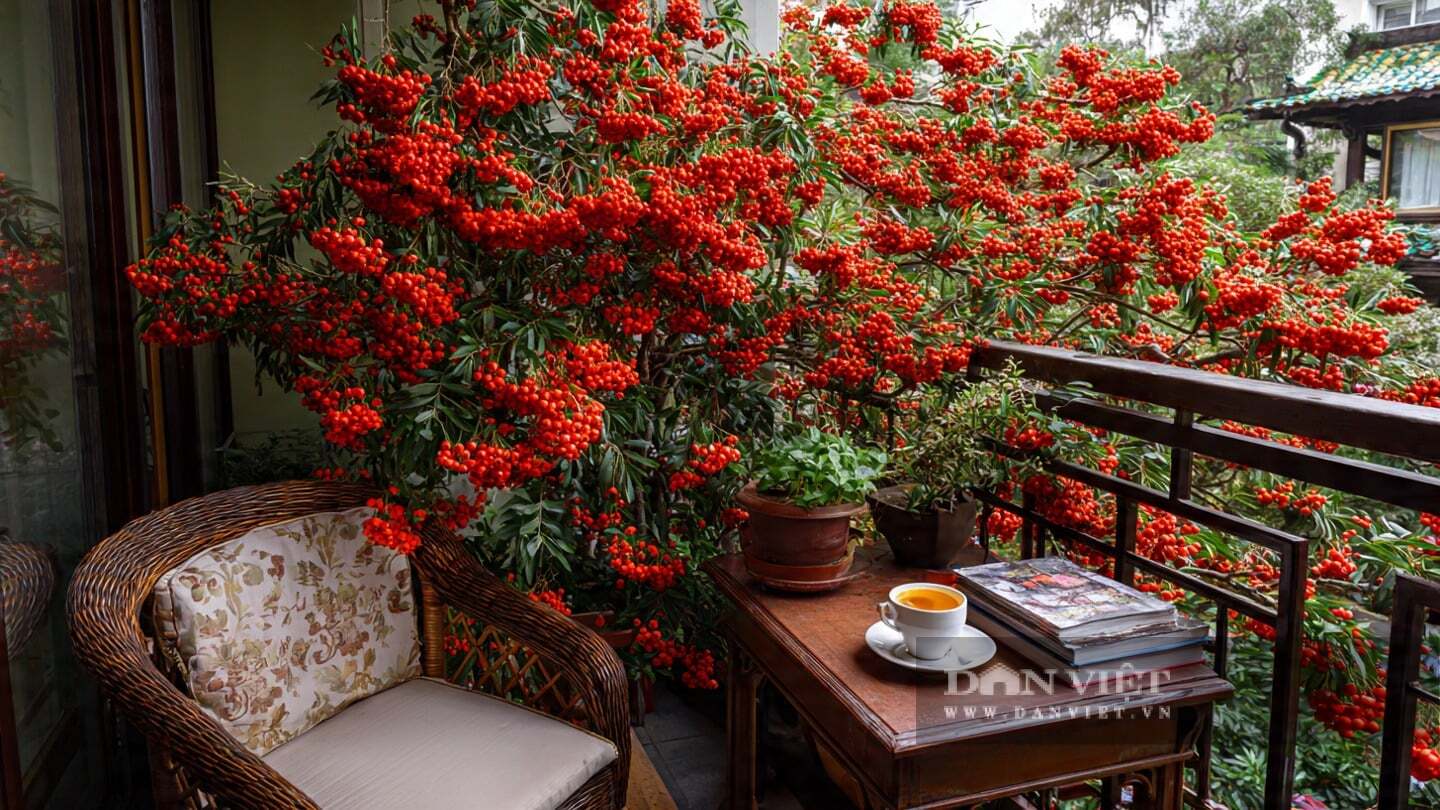 Cây cảnh này sở hữu những gen tuyệt vời cho cây bonsai