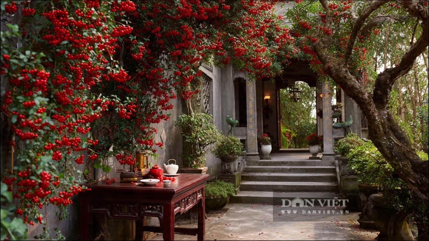 Cây cảnh cũng không nên đặt ở lối vào hoặc giữa hành lang