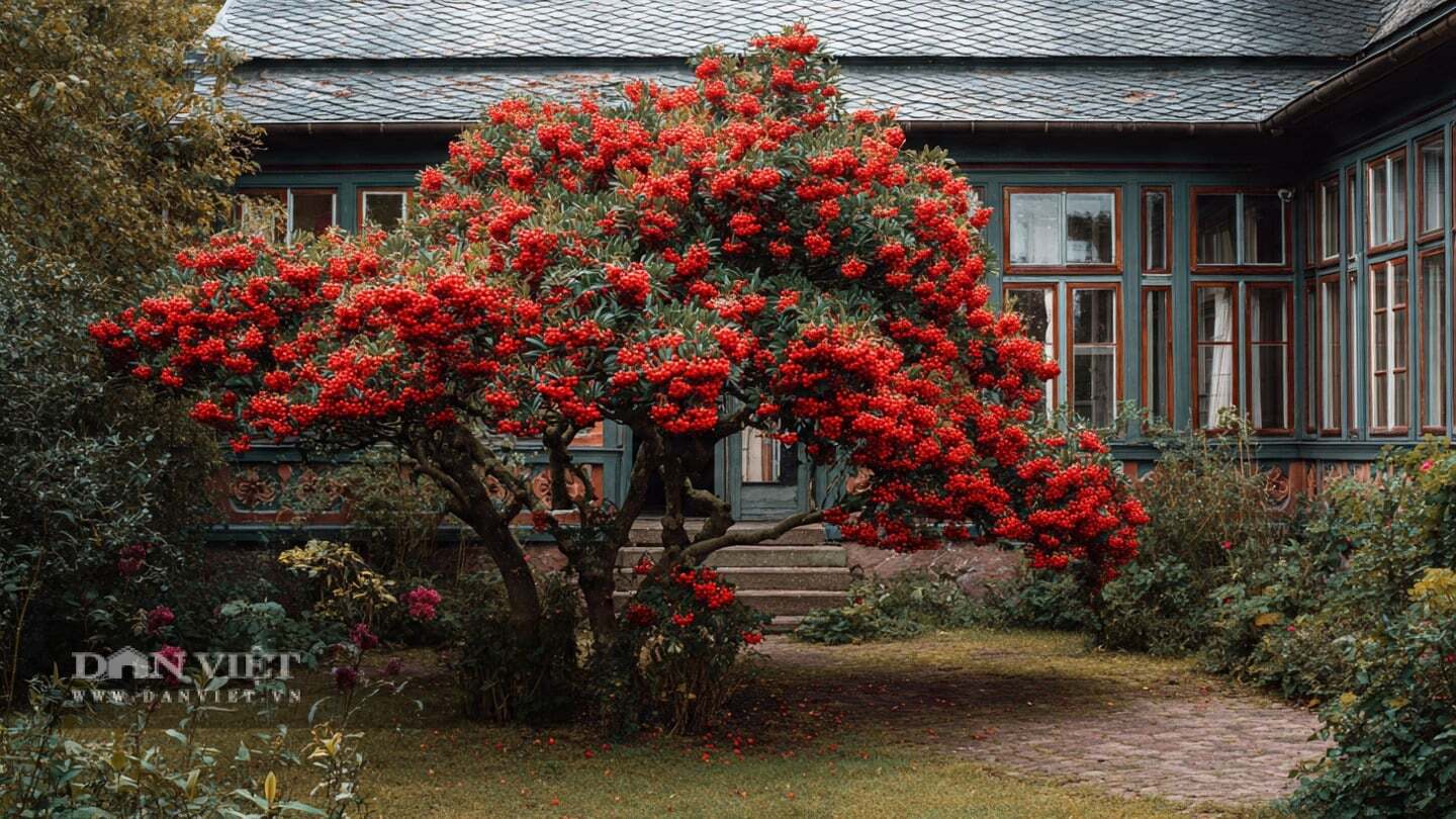 Cây tương đối ít sâu bệnh