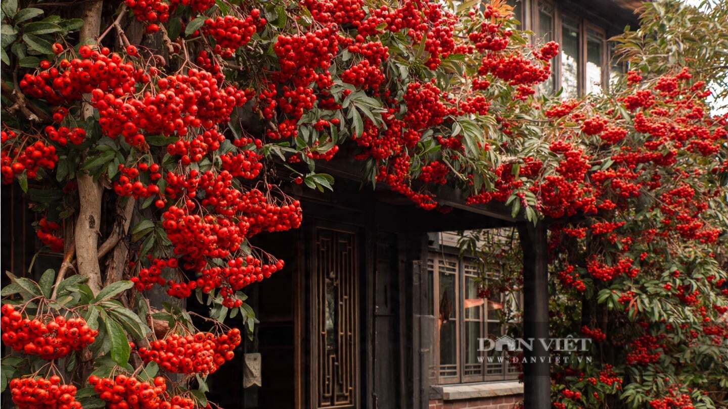 Những quả mọng đỏ của cây cảnh táo gai trong nhà trông giống như một đống lửa nhỏ