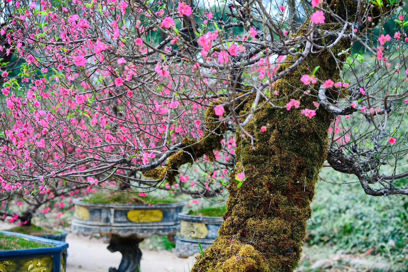 Dáng Thế Độc Lạ Cùng Vẻ Đẹp Của Đại Ngàn Khiến Giới Sành Cây Sẵn Sàng Bỏ Ra Nhiều Tiền Để Sở Hữu Cây Đào Trước Thềm Tết Bính Ngọ 2026.