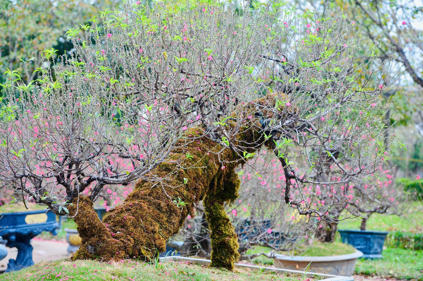 Vẻ Đẹp Trầm Mặc, Nhuốm Màu Thời Gian Của Những Thân Cây Già Cỗi Kết Hợp Với Sức Sống Mới Của Rêu Xanh Tạo Nên Sức Hút Riêng Biệt.