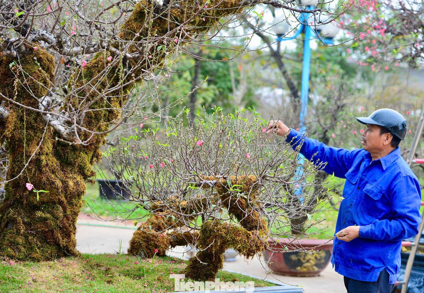 Vẻ Đẹp Rêu Phong Của Đào Cổ Thụ Tây Bắc Amp;#34;Đốn Timamp;#34; Người Chơi Hà Nội - 4