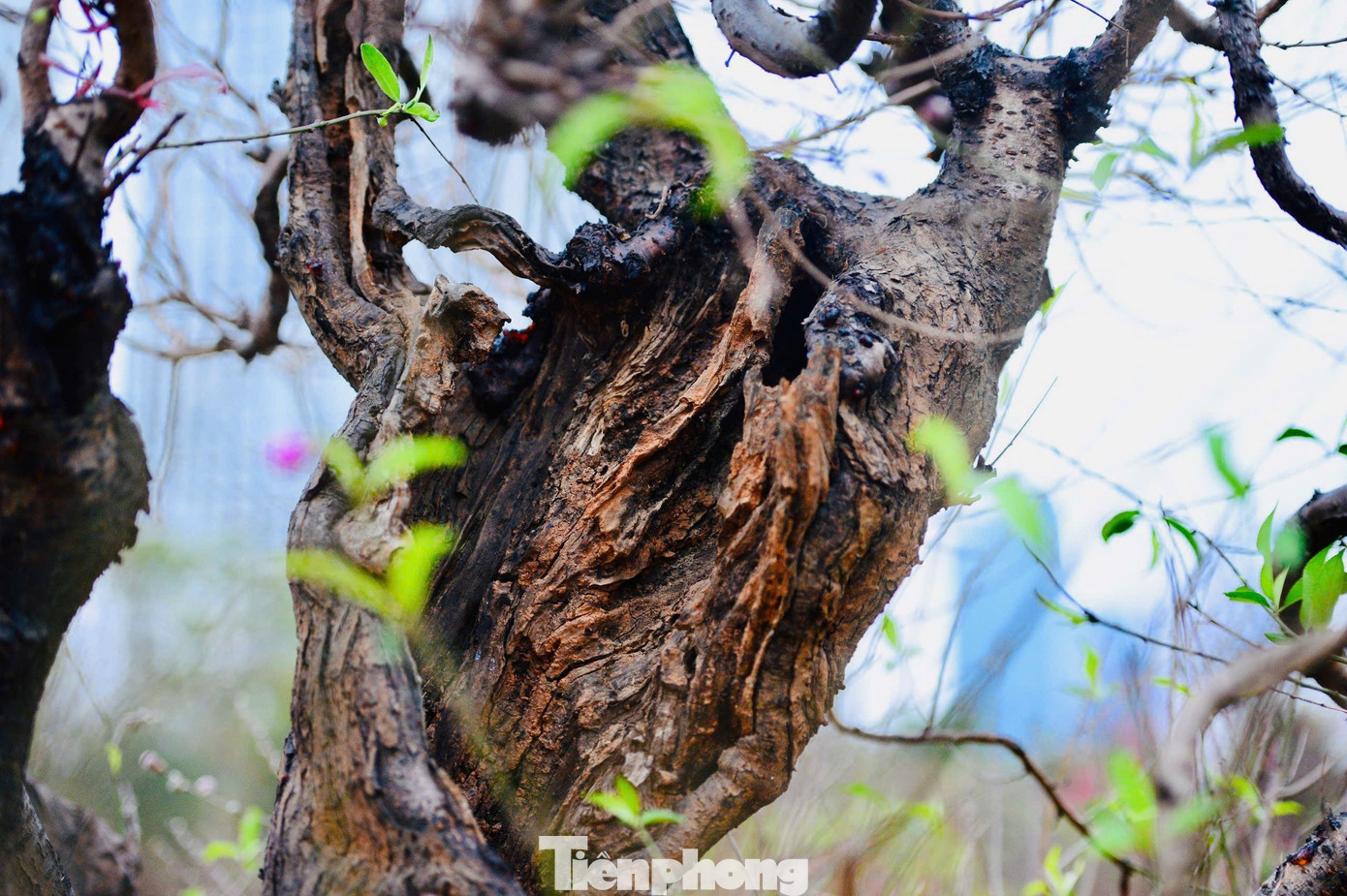 Sự Cầu Kỳ Trong Từng Chi Tiết Nhỏ Này Chính Là Công Đoạn Quan Trọng Để Hoàn Thiện Một Tác Phẩm Nghệ Thuật Chơi Tết.