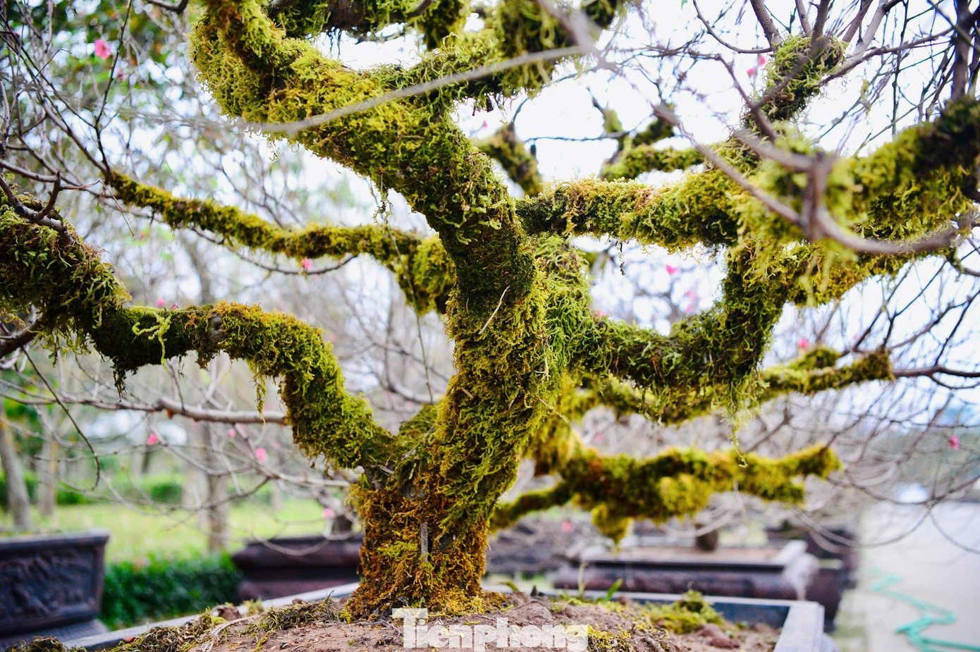 Mỗi Gốc Đào Cổ Thụ Là Một Dáng Thế Độc Bản, Không Cây Nào Giống Cây Nào.
