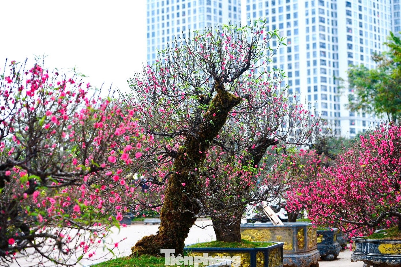 Vẻ Đẹp Trầm Mặc, Nhuốm Màu Thời Gian Của Đào Cổ Thụ Phủ Rêu Tạo Nên Sức Hút Riêng Trên Thị Trường Hoa Tết Năm Nay.