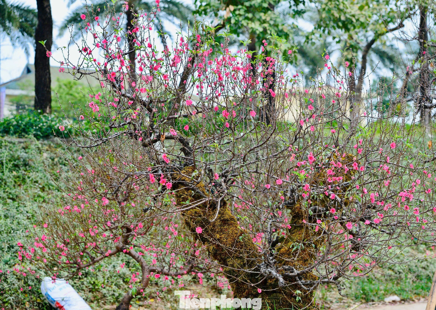 Sắc Hồng Thắm Phủ Kín Tán, Nổi Bật Trên Nền Thân Đào Xanh Mướt Rêu Phong . Sự Tương Phản Thú Vị Giữa Nét Cổ Kính Và Sắc Xuân Rực Rỡ Khiến Người Xem Khó Có Thể Rời Mắt.