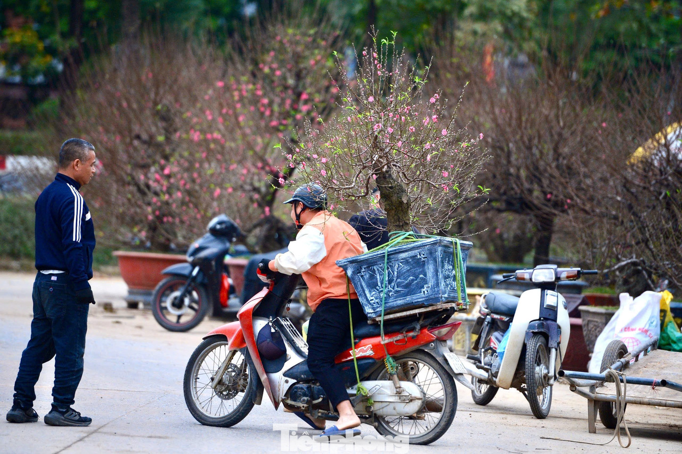 Tùy Vào Độ Tuổi, Thế Dáng Và Lớp Rêu Phủ, Mỗi Gốc Cây Có Giá Dao Động Từ Vài Triệu Đến Hàng Chục Triệu Đồng . Dù Mức Giá Không Hề Rẻ Nhưng Dòng Đào Này Vẫn Được Người Ưa Chuộng Trong Dịp Tết.