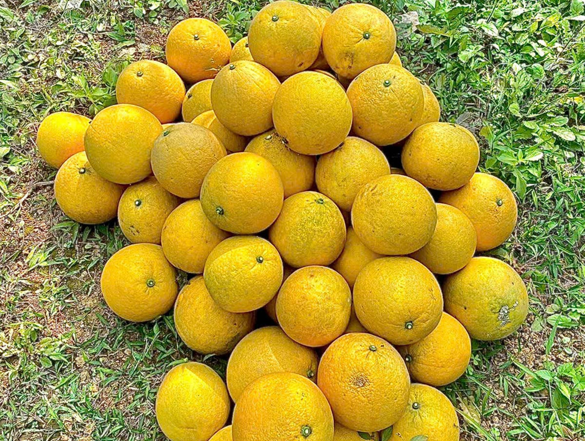 Bưởi Diễn trồng lân cận Hà Nội chất đống vỉa hè, giá chỉ từ 2.000 đồng/quả - 1