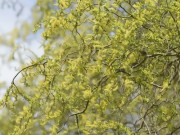 Nhà đẹp - Cây cảnh độc lạ, mới nổi, lá xanh như ngọc, dáng tựa rồng bay, mang may mắn, thịnh vượng vào năm mới