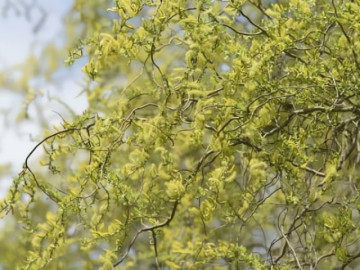 Cây cảnh độc lạ, mới nổi, lá xanh như ngọc, dáng tựa rồng bay, mang may mắn, thịnh vượng vào năm mới