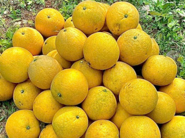 Bưởi Diễn trồng lân cận Hà Nội chất đống vỉa hè, giá chỉ từ 2.000 đồng/quả