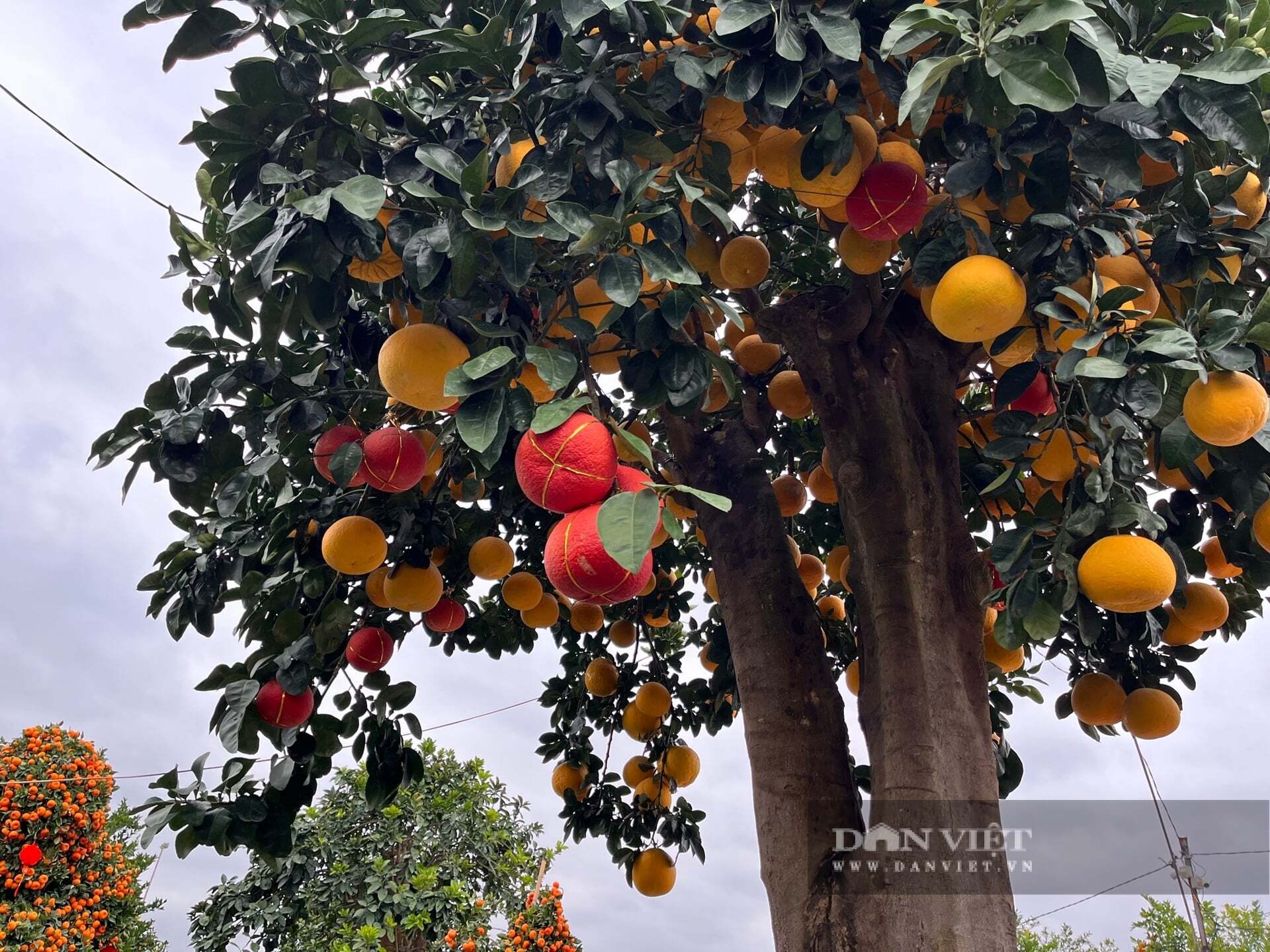 Người tới mua cây cảnh chưng Tết và xem không khỏi trầm trồ, thậm chí khó tin vào mắt mình khi chiêm ngưỡng những tuyệt phẩm mùa Tết năm nay.