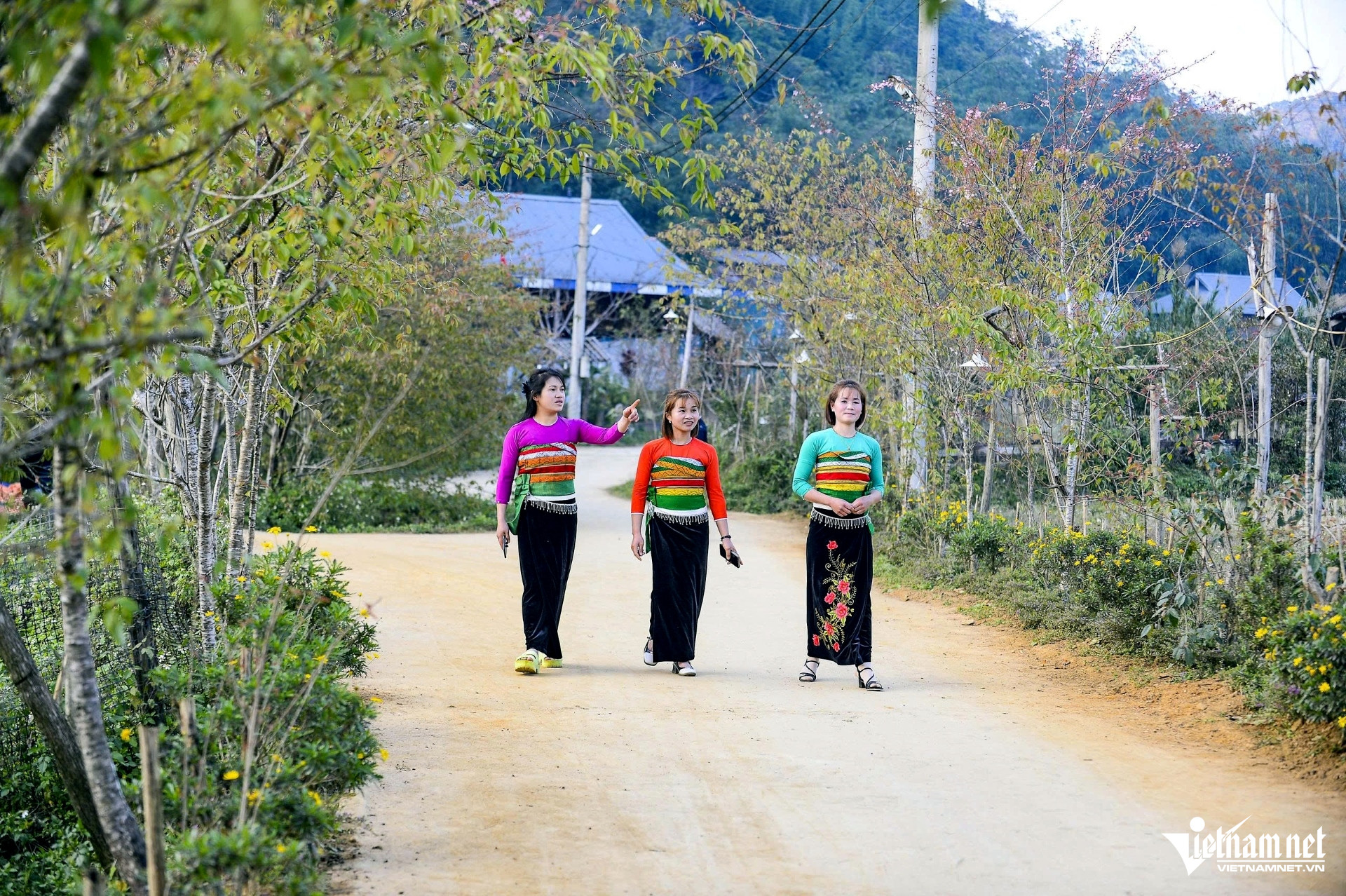 Check-In Xuân Sớm Ở Vùng Cao Xứ Thanh, Hoa Đào, Hoa Mận Khoe Sắc Sắc Xuân Sớm Ở Vùng Cao Thanh Hóa. Ảnh: Lê Dương