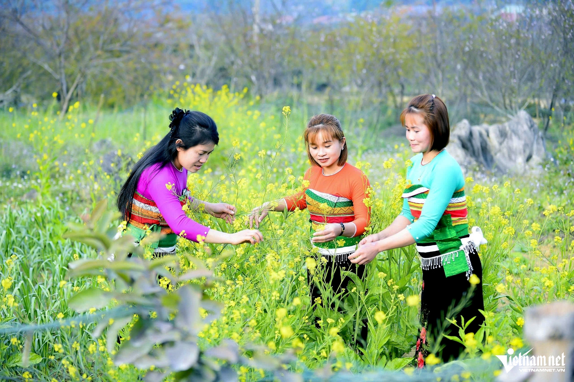 Check-In Xuân Sớm Ở Vùng Cao Xứ Thanh, Hoa Đào, Hoa Mận Khoe Sắc Những Cô Gái Thái Check-In Bên Vườn Hoa Cải. Ảnh: Lê Dương