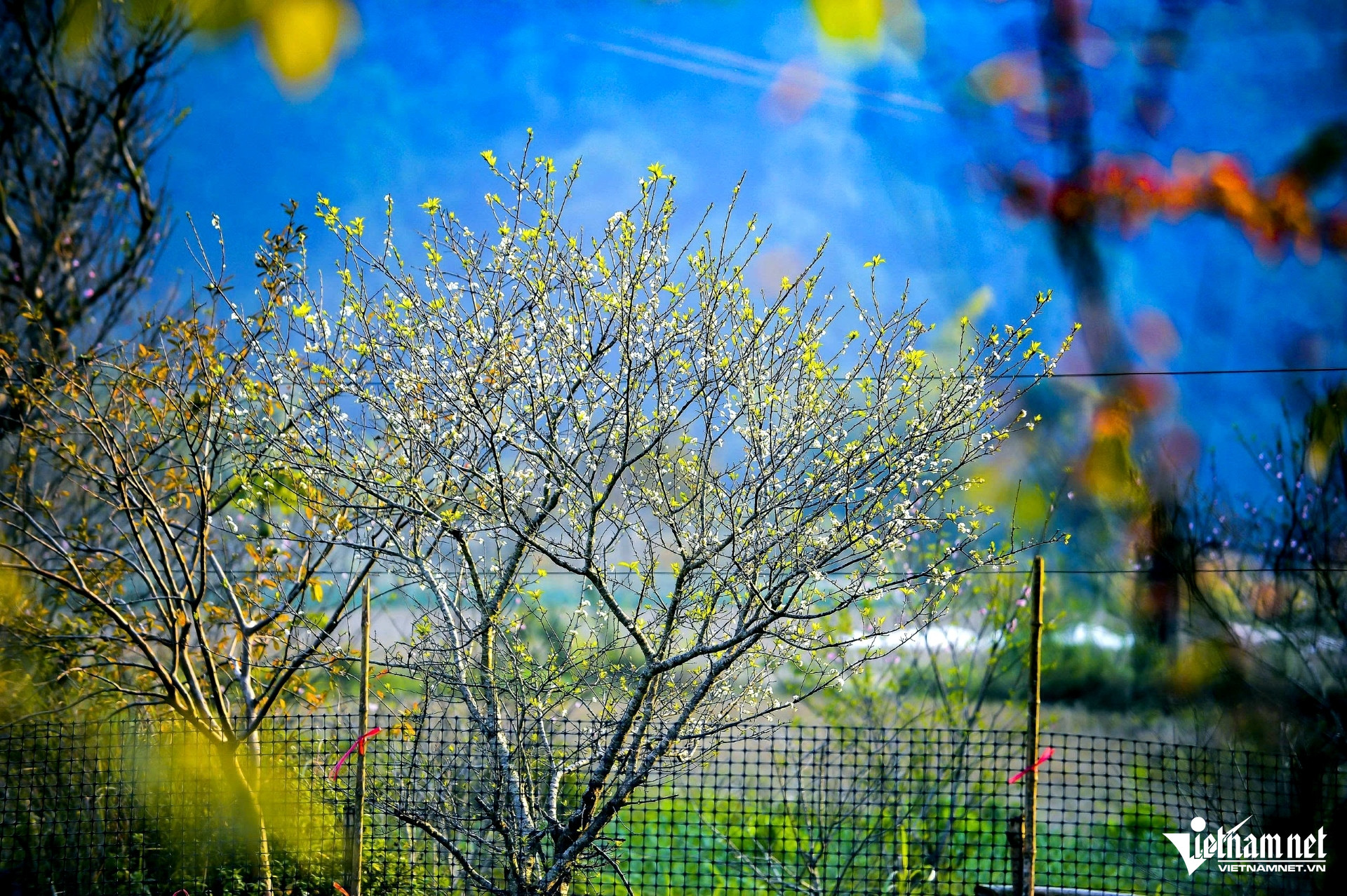 Check-In Xuân Sớm Ở Vùng Cao Xứ Thanh, Hoa Đào, Hoa Mận Khoe Sắc Trong Làn Sương Sớm, Hoa Mận Rừng Mang Vẻ Đẹp Thanh Khiết, Giản Dị. Ảnh: Lê Dương