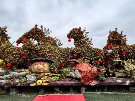 Đỉnh cao siêu phẩm Tết 2026 gọi tên “chiến mã” quýt cổ độc lạ Mã đáo thành công, bưởi song thụ trăm tuổi giá nửa tỷ đồng