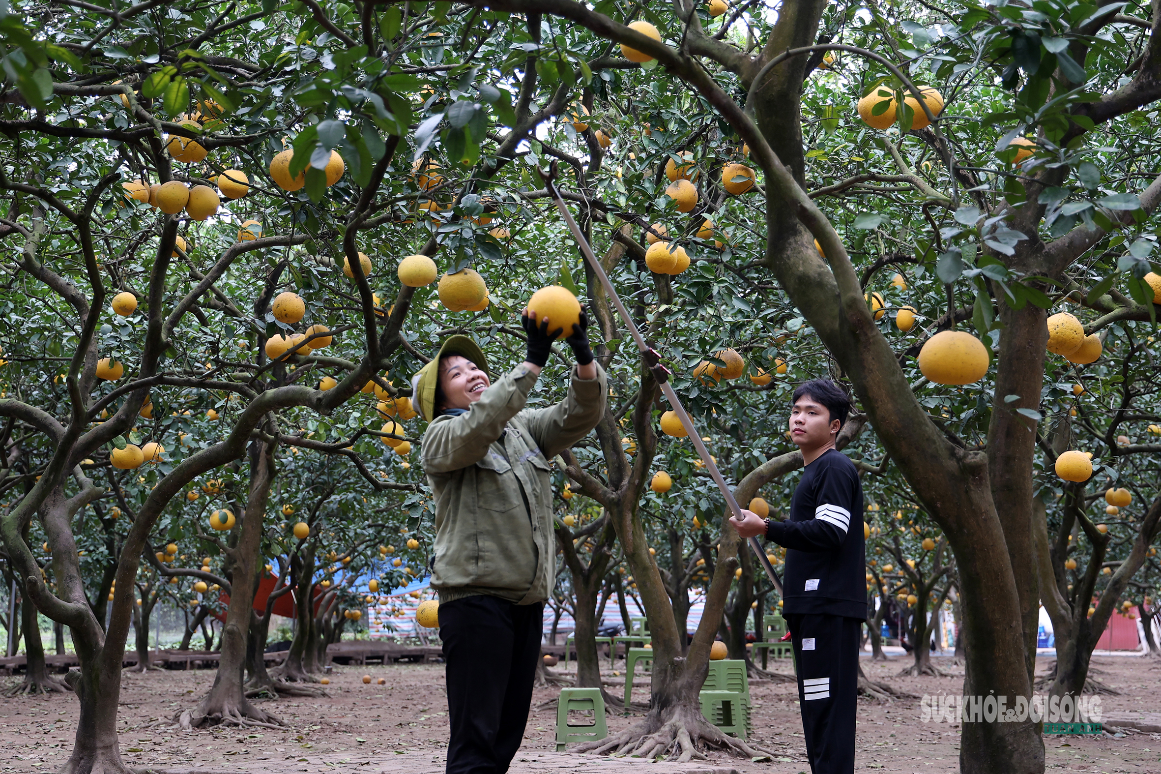 Người Thủ đô rộn ràng vừa mua vừa check-in bưởi Diễn trước thềm Tết Bính Ngọ - 1