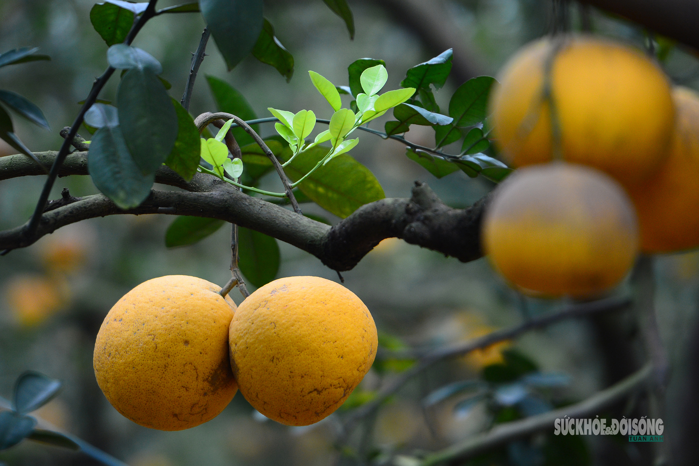 Người Thủ đô rộn ràng vừa mua vừa check-in bưởi Diễn trước thềm Tết Bính Ngọ - 2