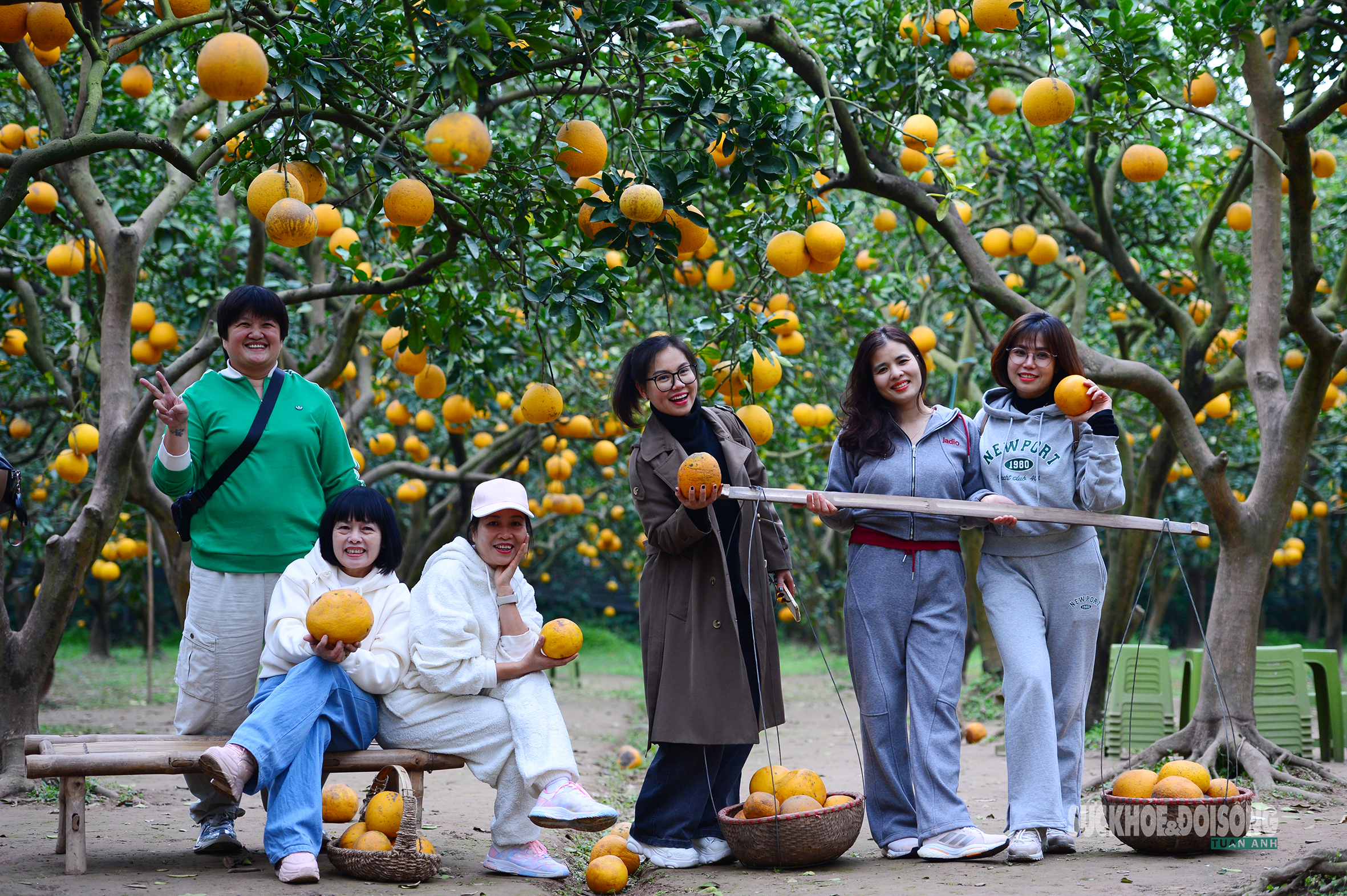 Khách tham quan thích thú chụp ảnh, trải nghiệm không gian vườn bưởi những ngày cận Tết.