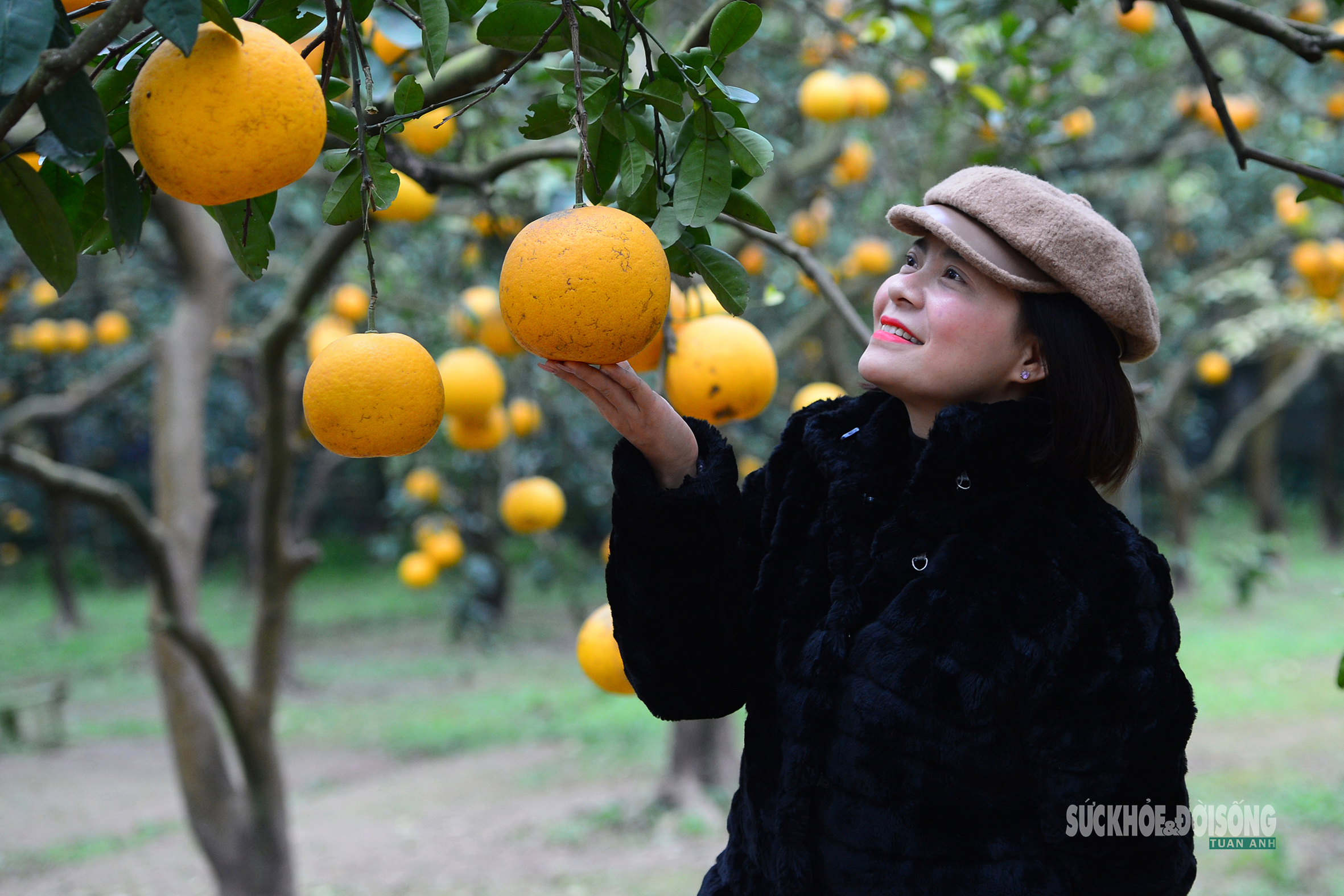 Người Thủ đô rộn ràng vừa mua vừa check-in bưởi Diễn trước thềm Tết Bính Ngọ - 5