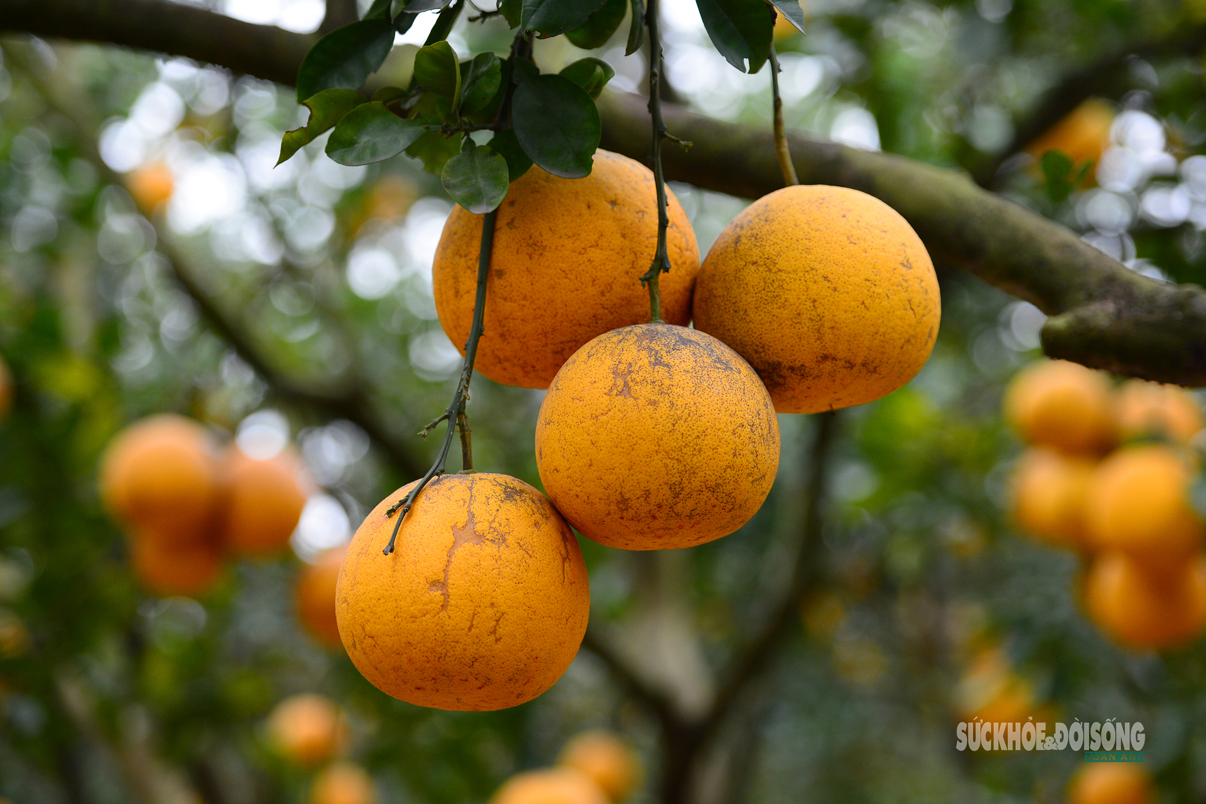 Bưởi Diễn chín vàng, trĩu cành trong khu vườn hơn 20 năm tuổi tại phường Phúc Diễn (Hà Nội).