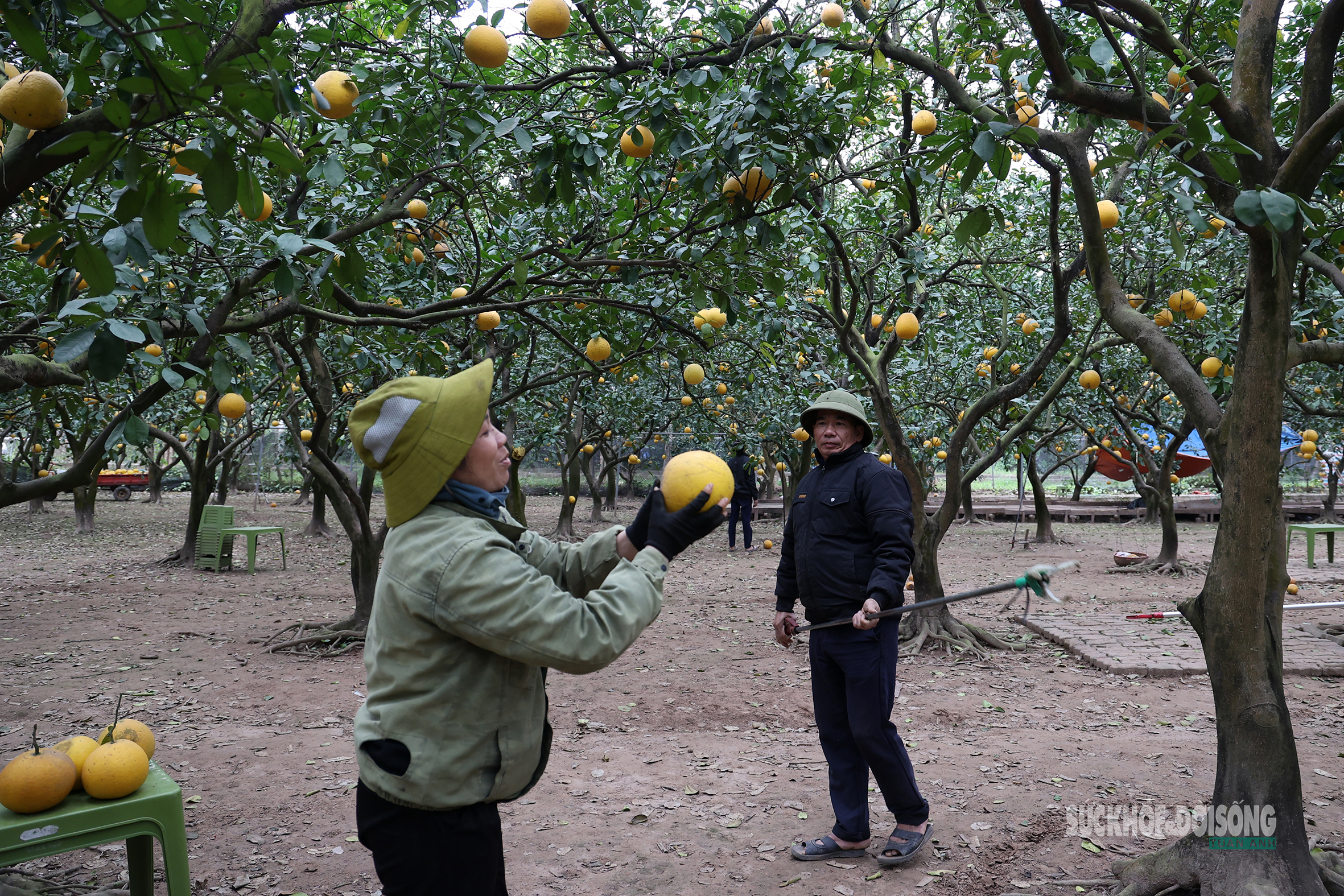 Người trồng bưởi thu hái từng quả bưởi chín, chuẩn bị nguồn hàng phục vụ thị trường a classTextlinkBaiviet hrefhttps://eva.vn/tet-nguyen-dan-p2492c73.htmlTết Nguyên đán/a.