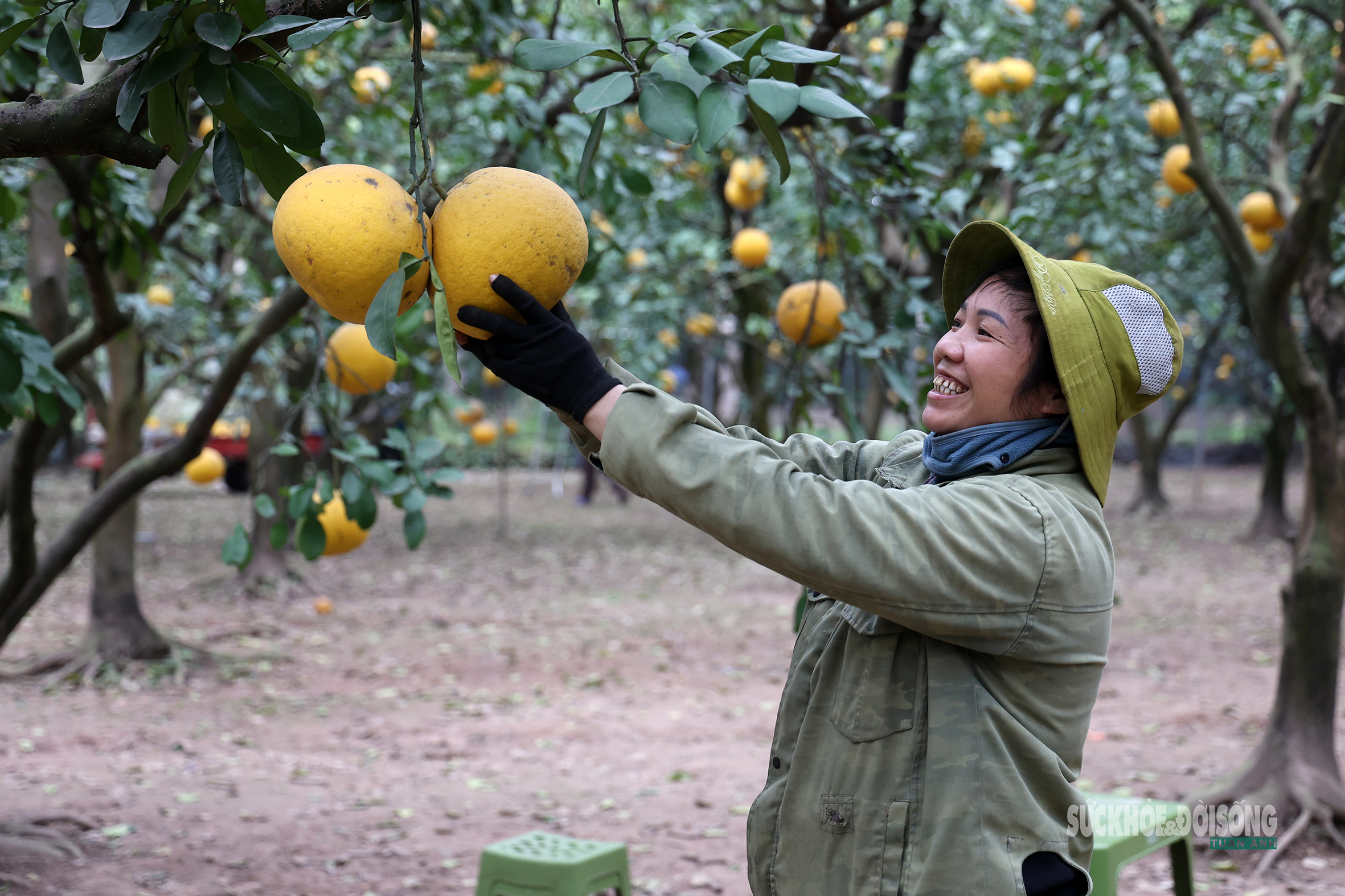 Những quả bưởi Diễn được lựa chọn kỹ lưỡng, ưu tiên dáng tròn đều, màu vàng đẹp mắt.
