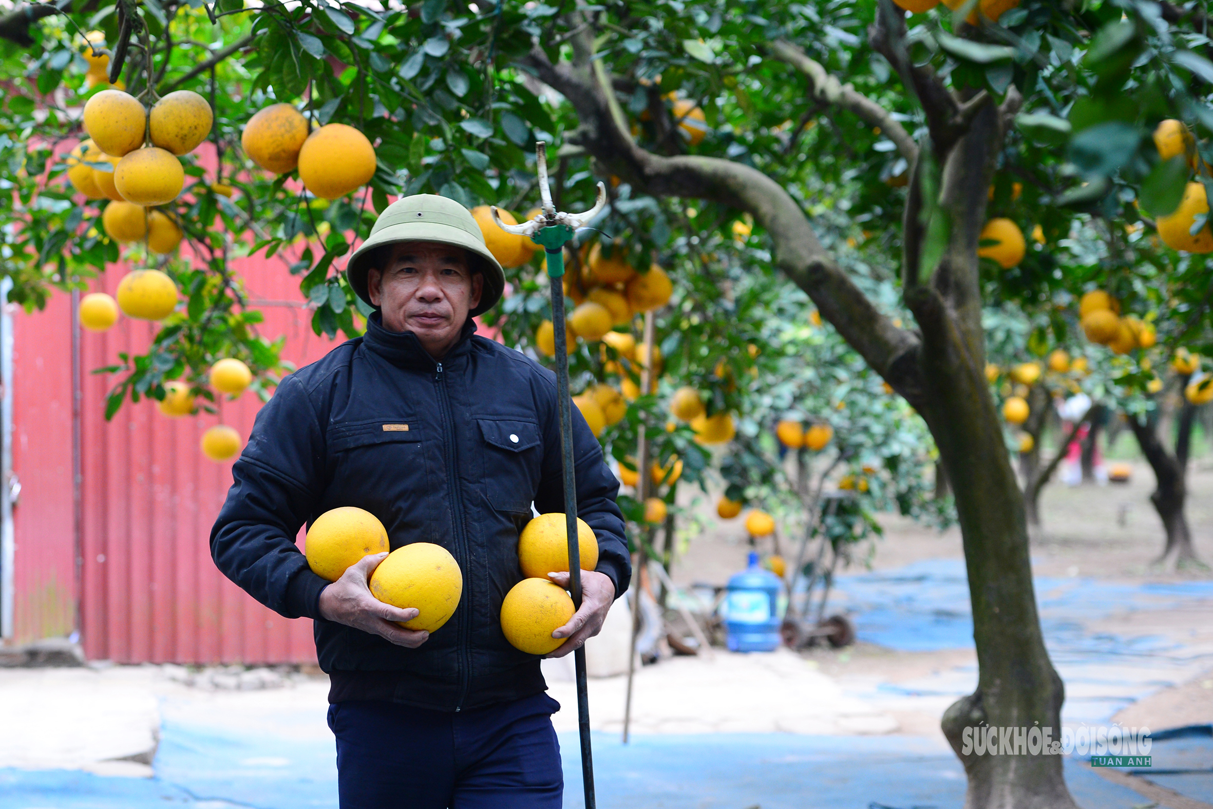 Sau thu hoạch được tập kết, phân loại ngay tại vườn.