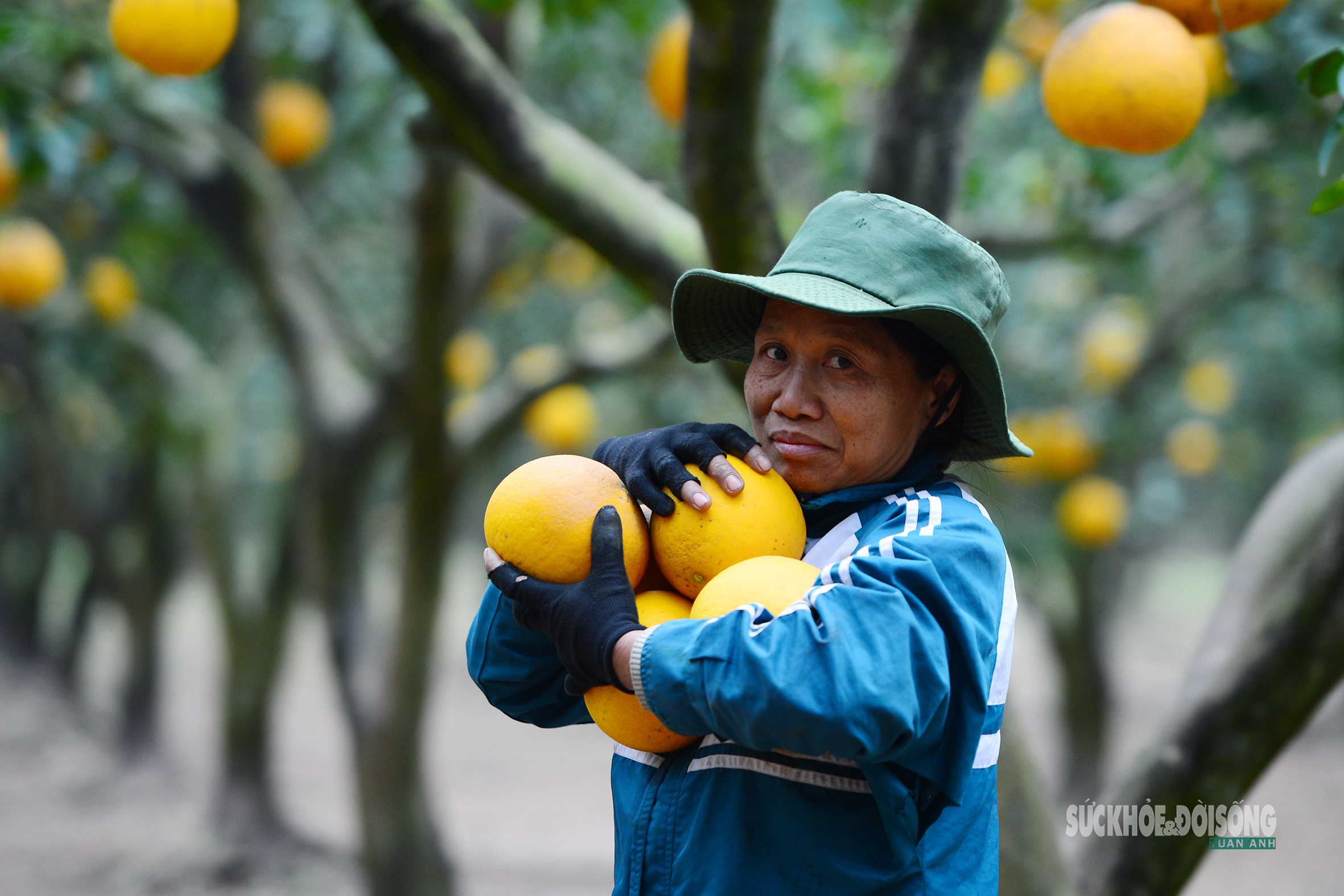 Người Thủ đô rộn ràng vừa mua vừa check-in bưởi Diễn trước thềm Tết Bính Ngọ - 10
