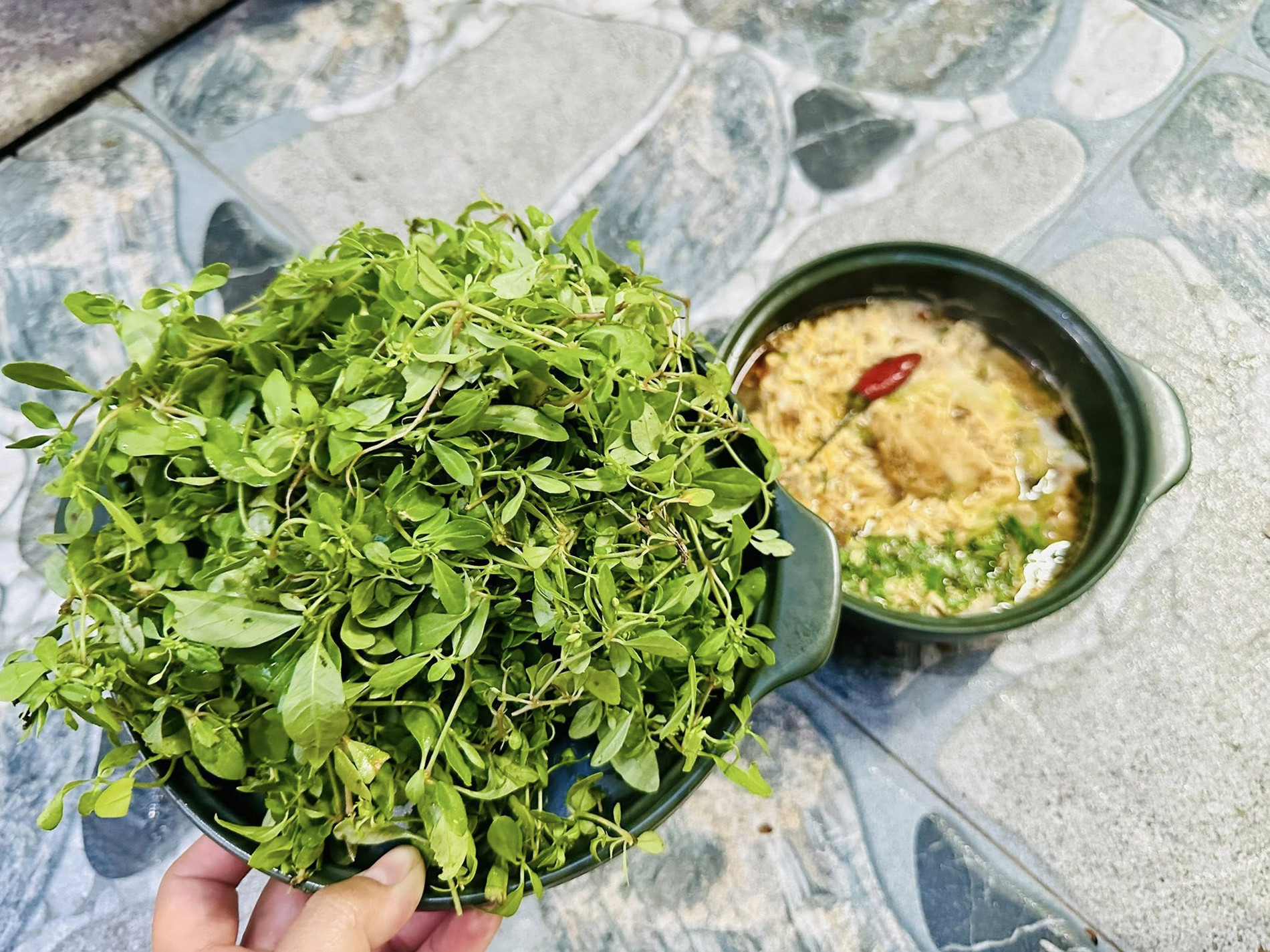 Theo sách Cây thuốc và Động vật làm thuốc ở Việt Nam - Tập 2, rau đắng đất mọc nhiều từ tỉnh Ninh Bình (tỉnh Nam Định cũ) kéo vào tận các tỉnh Đồng bằng sông Cửu Long. Ảnh: Nim Ngân