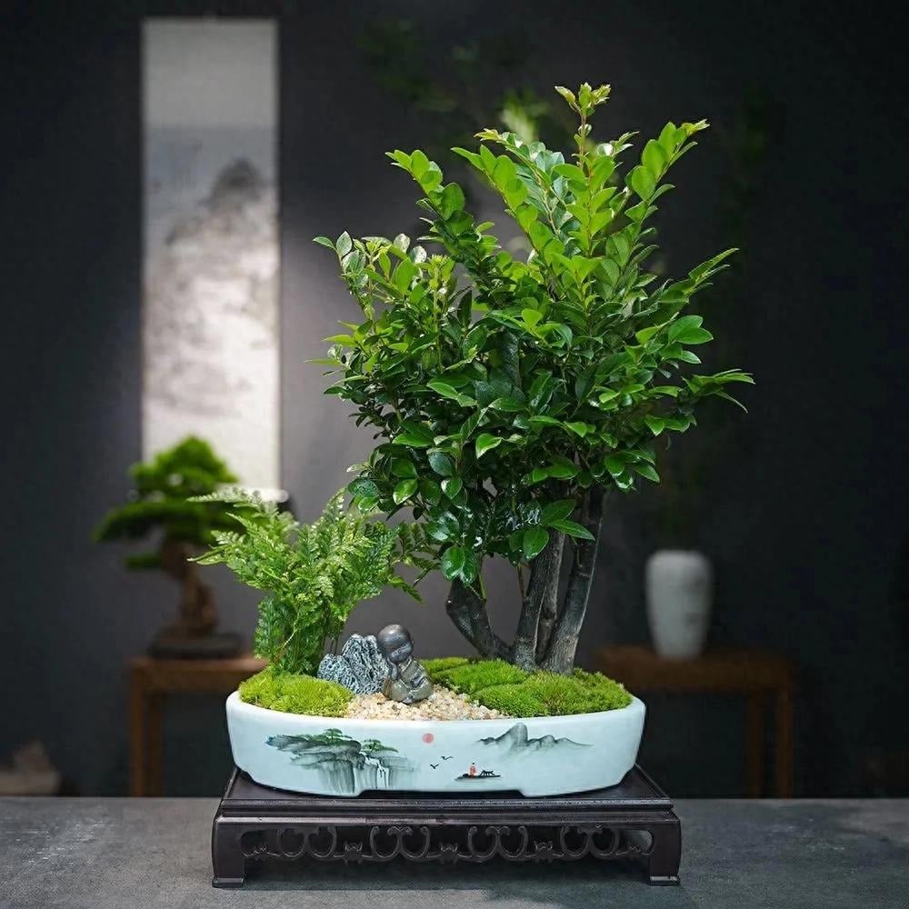 Cành và lá của nó rậm rạp và xanh quanh năm