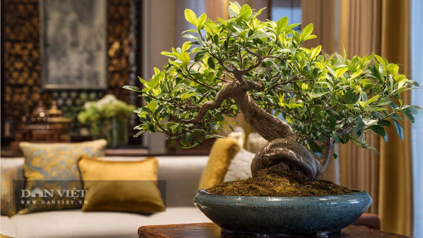 Cây cảnh này cũng tích tụ linh khí