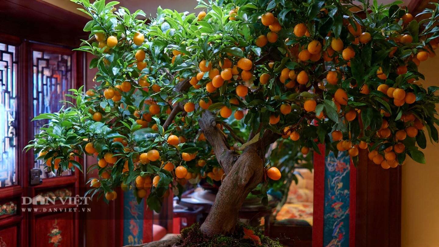 Cây quất cho quả quanh năm