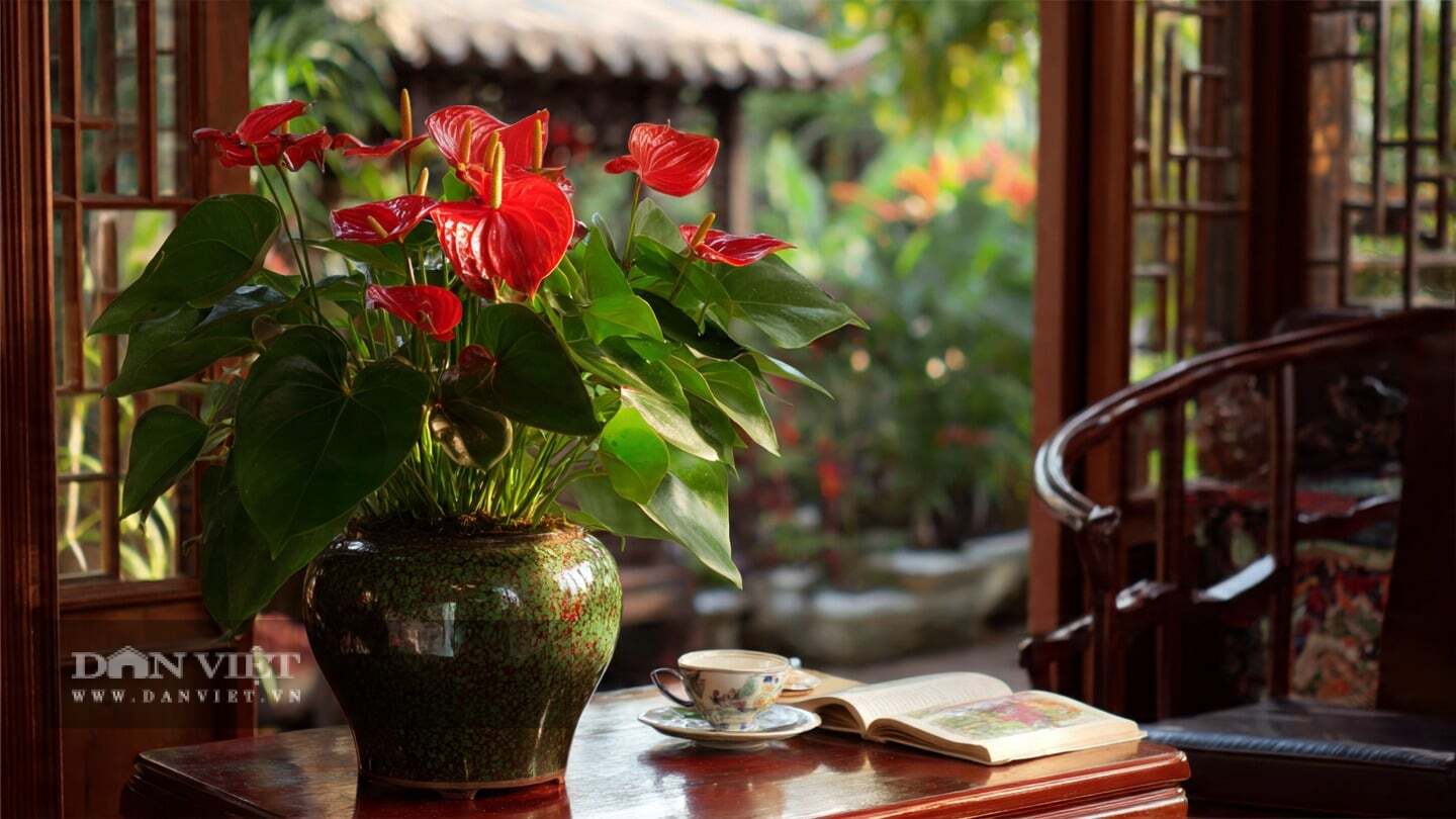 Cây cảnh này có thời gian ra hoa rất dài