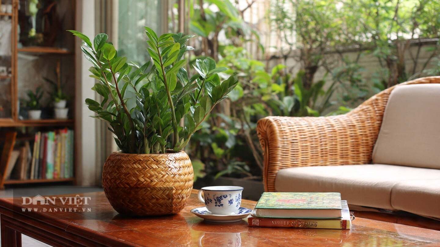Cây kim tiền còn có khả năng thanh lọc không khí mạnh mẽ